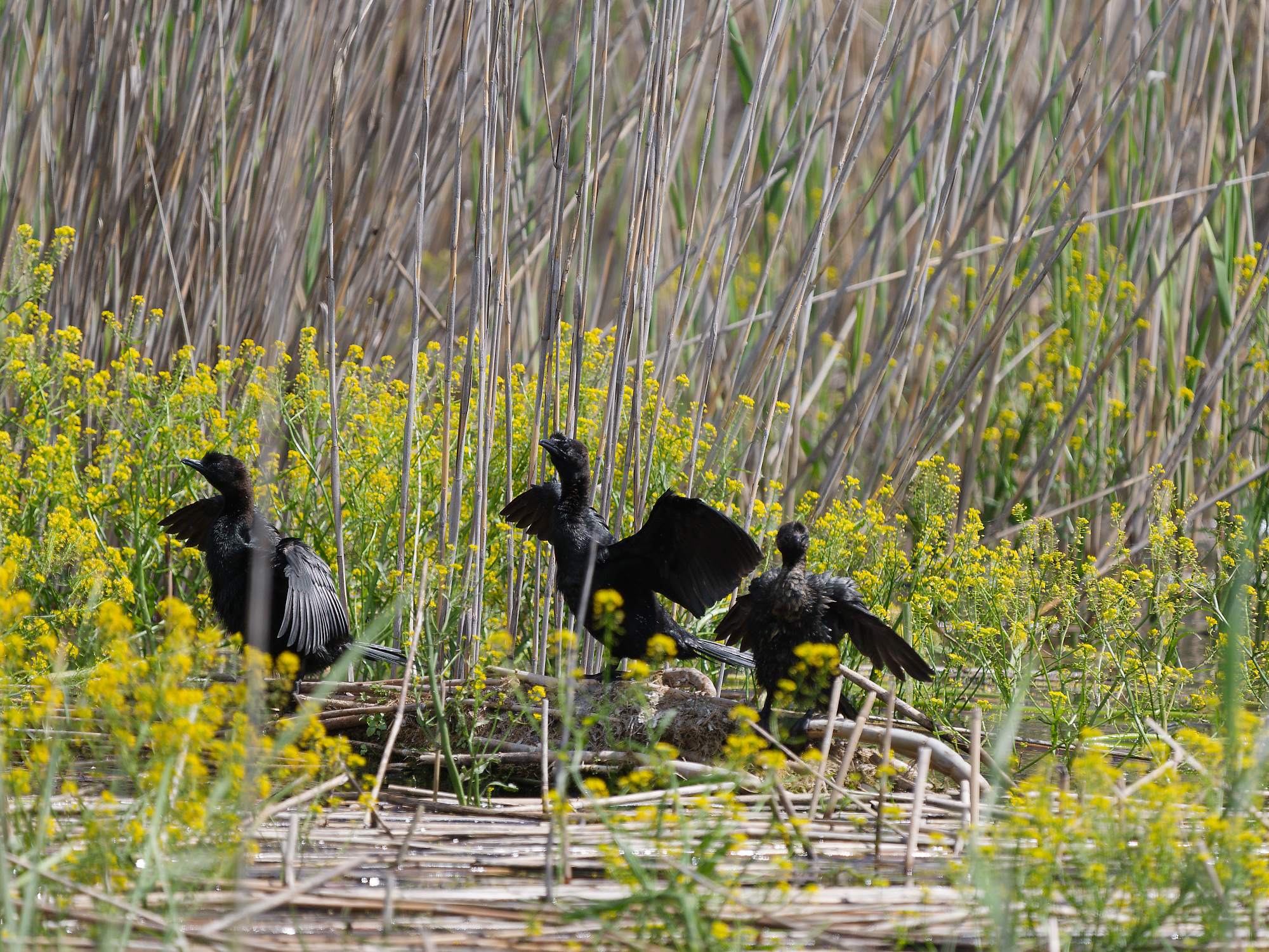Pygmy cormorant (Microcarbo pygmaeus)